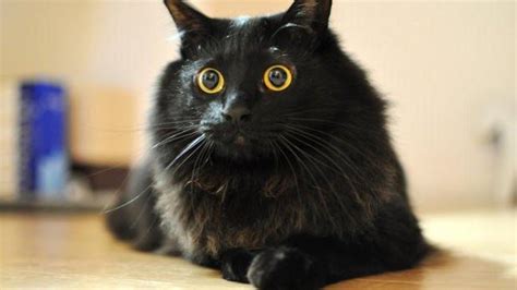 Rüyada siyah kedi ısırması